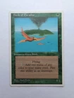 Birds of Paradise