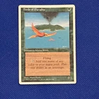 Birds of Paradise #