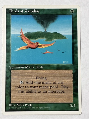 Birds of Paradise