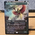 Birds of Paradise #