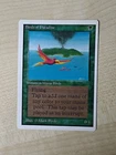 Birds of Paradise
