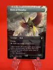Birds of Paradise #