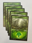 Sapseep Forest #