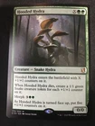 Hooded Hydra