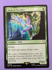 Birds of Paradise #