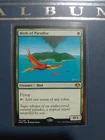 Birds of Paradise #