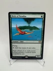 Birds of Paradise #