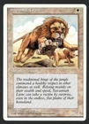Savannah Lions