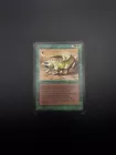 Thicket Basilisk
