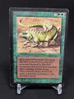 Thicket Basilisk