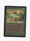Thicket Basilisk