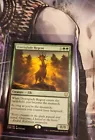 Dawnglade Regent