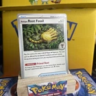 Antique Root Fossil
