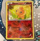 Torchic