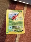Ledyba