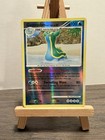 Gastrodon East Sea