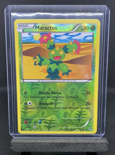 Maractus