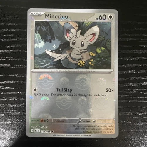 Minccino