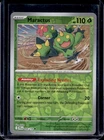 Maractus