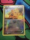 Lillipup