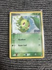 Chikorita