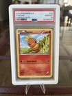 Torchic