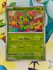 Maractus
