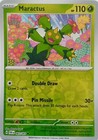 Maractus