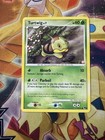 Turtwig
