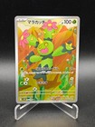 Maractus