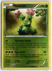Maractus