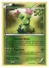 Maractus