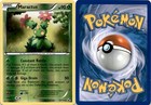 Maractus