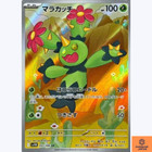 Maractus