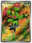 Maractus