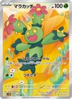 Maractus