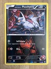 Team Magma's Poochyena