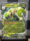 Spidops ex
