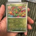 Maractus