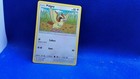 Pidgey
