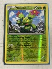 Maractus