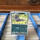 N's Zorua