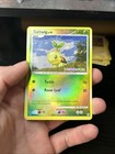 Turtwig