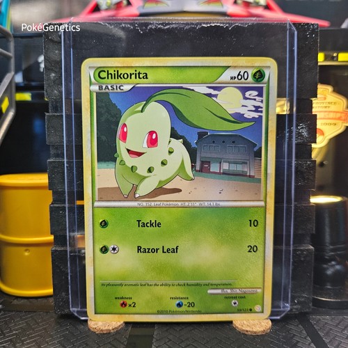 Chikorita
