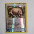 Armor Fossil Shieldon