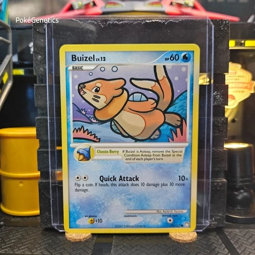Buizel