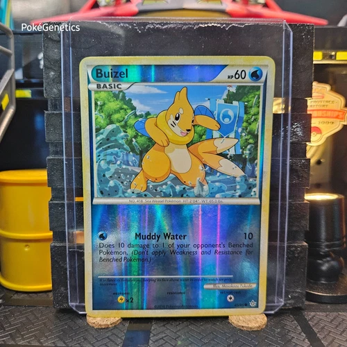 Buizel