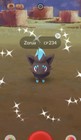 Zorua