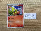 Torchic /ADV-P