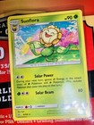 Sunflora